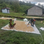 Babinsa Koramil 04/Tabundung Turun Langsung Dampingi Petani Pasca-panen