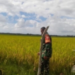 Wujudkan Ketahanan Pangan, Babinsa Monitoring Tanaman Padi di Melolo