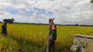 Wujudkan Ketahanan Pangan, Babinsa Monitoring Tanaman Padi di Melolo