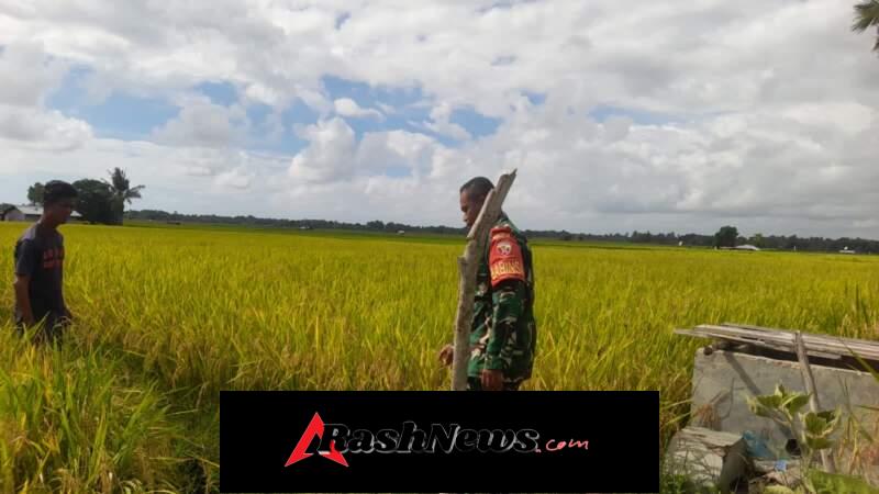 Wujudkan Ketahanan Pangan, Babinsa Monitoring Tanaman Padi di Melolo
