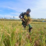 Komsos di Sawah, Babinsa Bangun Kedekatan Sambil Dampingi Panen Padi