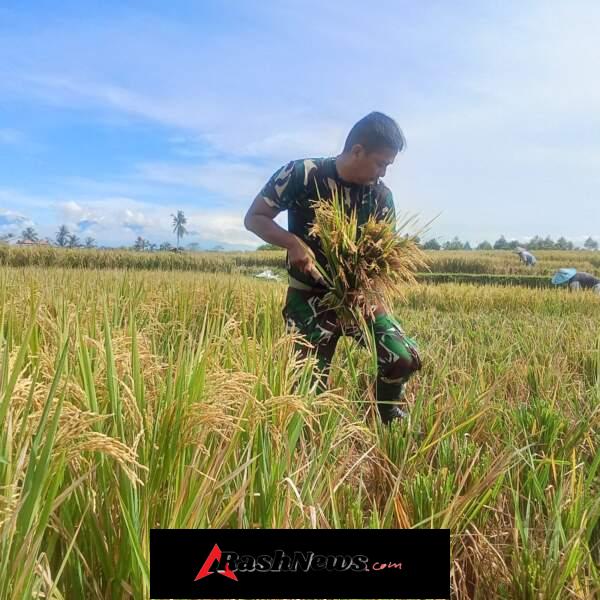 Komsos di Sawah, Babinsa Bangun Kedekatan Sambil Dampingi Panen Padi