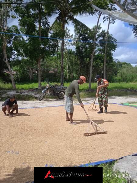Babinsa Koramil 01/Lewa Bantu Warga Jemur Padi di Lewa Paku
