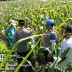 Dukung Swasembada Pangan, Polsek Bebandem Tinjau Kesiapan Panen Jagung Serentak di Desa Bungaya