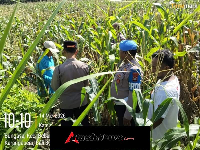 Dukung Swasembada Pangan, Polsek Bebandem Tinjau Kesiapan Panen Jagung Serentak di Desa Bungaya