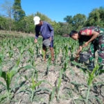 Upaya Babinsa Desa Ranan Lindungi Tanaman dari Serangan Hama Ulat Grayak dan Tikus