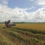 Babinsa Hadir di Tengah Petani, Percepat Panen Padi di Sumba Timur