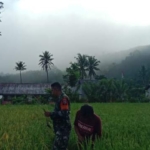 Pendampingan Hanpangan, Babinsa Koramil 1601-04/Tabundung Tinjau Pertumbuhan Padi