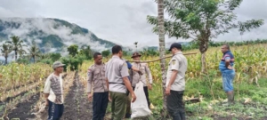 Panen Raya Jagung Binaan Polsek Wolowaru Sukses, Produktivitas Capai 9 Ton per Hektar