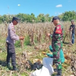 Sinergi Babinsa dan Aparat Terkait Jaga Keamanan Kedatangan Kapal di Lewoleba