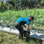 Dari Perbatasan untuk Negeri, Yonarmed 12 Kostrad Bantu Kebun Tomat Warga Takirin