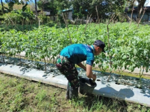 Dari Perbatasan untuk Negeri, Yonarmed 12 Kostrad Bantu Kebun Tomat Warga Takirin