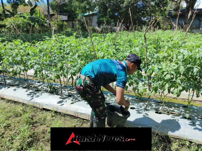 Dari Perbatasan untuk Negeri, Yonarmed 12 Kostrad Bantu Kebun Tomat Warga Takirin