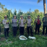 Polsek Banjarangkan Panen Jagung Program Ketahanan Pangan di Subak Lunjungsari.