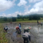 Sinergi TNI dan Petani, Babinsa Karera Ikut Tanam Padi di Ananjaki