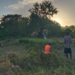 Panen Padi di Rote Barat Daya Berjalan Aman dan Lancar
