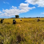 Kegiatan Monitoring Babinsa di Sawah Desa Kuli Aisele Berjalan Aman dan Lancar