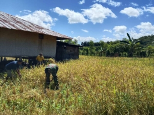 Babinsa dan Petani Desa Kakaha Kompak Sukseskan Panen Padi
