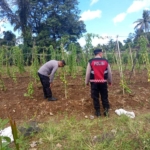 Polsek Susut Pantau Perkembangan Uwi Ungu, Ajak Petani Dukung Swasembada Pangan
