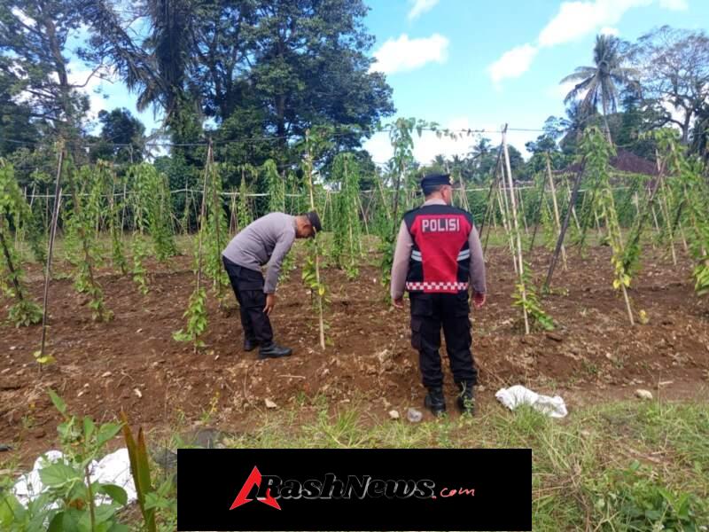 Polsek Susut Pantau Perkembangan Uwi Ungu, Ajak Petani Dukung Swasembada Pangan
