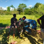 Babinsa Karera Aktif Dampingi Petani, Perkuat Ketahanan Pangan