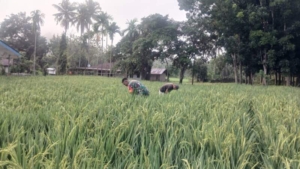 Babinsa Koramil 04/Tabundung Tinjau Lahan Padi di Desa Karita