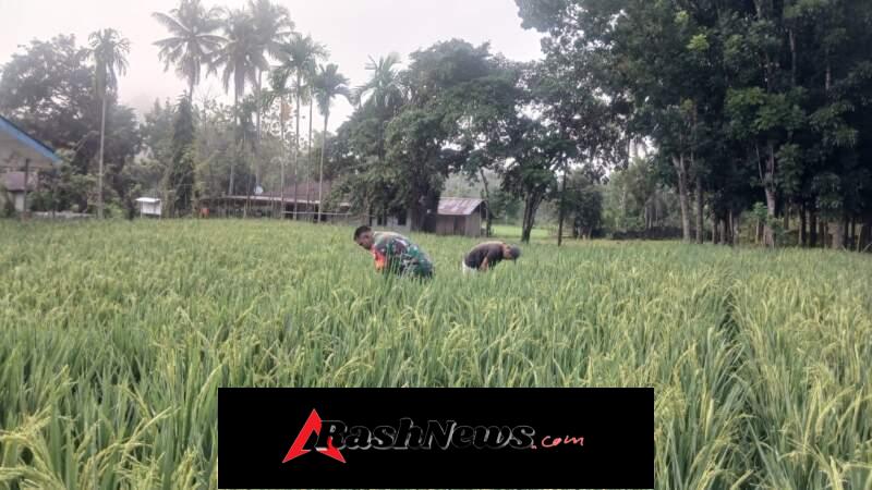 Babinsa Koramil 04/Tabundung Tinjau Lahan Padi di Desa Karita