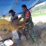 Dekat dengan Warga, Babinsa Walakaka Aktif Dampingi Petani di Sawah