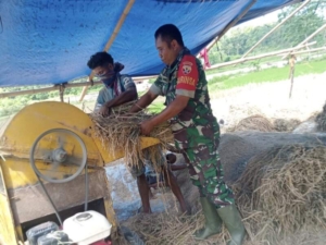 Dekat dengan Warga, Babinsa Walakaka Aktif Dampingi Petani di Sawah
