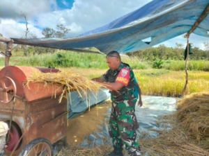 Babinsa dan Kelompok Tani Rata 4 Bersinergi Tingkatkan Hasil Pertanian