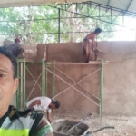 Serka Ishak Manafe Pantau Plesteran dan Penerimaan Material KDKMP