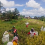 Dari Sawah untuk Negeri: Babinsa dan Petani Bersatu Wujudkan Kemandirian Pangan