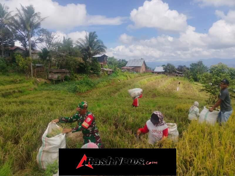 Dari Sawah untuk Negeri: Babinsa dan Petani Bersatu Wujudkan Kemandirian Pangan
