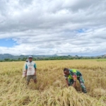 Kehadiran Babinsa Menyemangati Petani Oepuah Utara