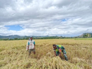 Kehadiran Babinsa Menyemangati Petani Oepuah Utara