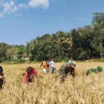 Komsos di Sawah, Babinsa Palamoko Pererat Kedekatan Dengan Petani Serta Dengarkan Keluhannya