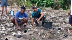 Yonarmed 12 Kostrad Hadir di Tengah Petani, Dorong Kemandirian Pangan Wilayah Perbatasan