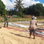 Sertu Syamsurijal Turun ke Sawah, Bantu Petani Jemur Hasil Panen Padi