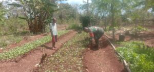 Sayur Putih Sumber Pangan dan Pendapatan, Babinsa Apresiasi Usaha Warga