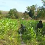Bakti Babinsa Air Mancur Perkuat Semangat Petani Mengelola Lahan Jagung