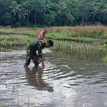 Wujudkan Swasembada Pangan, Babinsa Bersama Petani Tanam Padi di Praingkareha