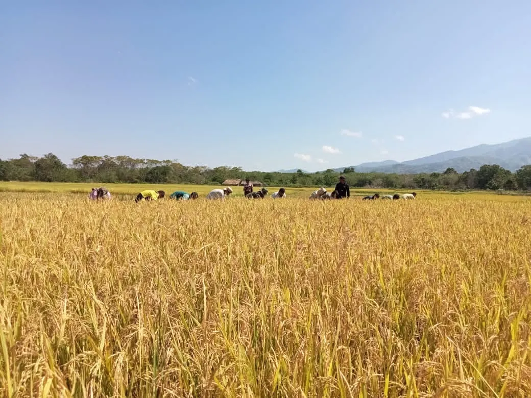 Sinergi Babinsa dan Petani, Panen Padi Berjalan Lancar di Desa Tandula Jangga