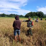 Babinsa membantu panen Padi merupakan wujud nyata dukungan TNI terhadap program ketahanan pangan nasional