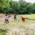 Perkuat Ketahanan Pangan Melalui Pendampingan Petani