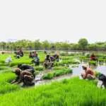 Wujud Kepedulian TNI, Babinsa Karera Gotong Royong Cabut Bibit Padi Bersama Petani