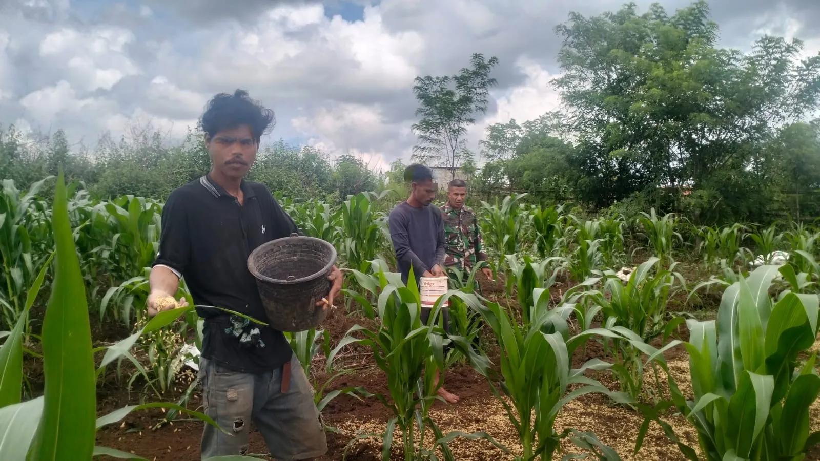 Komsos Dengan Petani, Babinsa Berikan Pendampingan Perawatan Tanaman Jagung