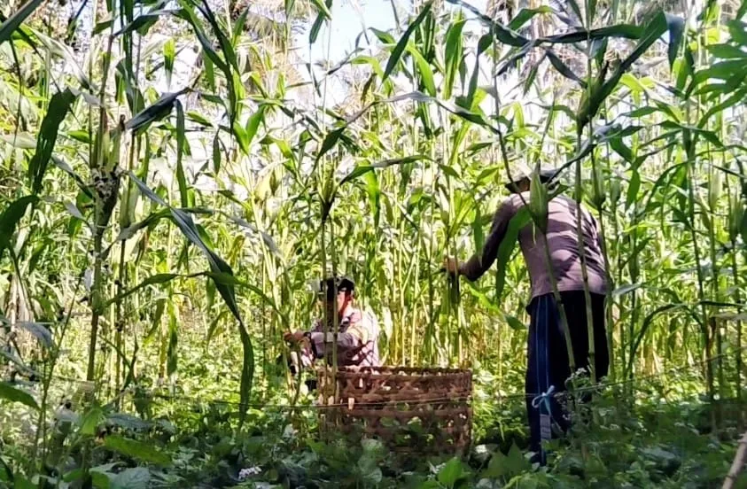 Dukung Ketahanan Pangan, Bhabinkamtibmas Kelurahan Kubu Pantau Pertumbuhan Tanaman Jagung Milik Warga