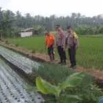 Kehadiran Polsek Mengwi di Lahan Pertanian Perkuat Sinergi dengan Petani Desa Kuwum