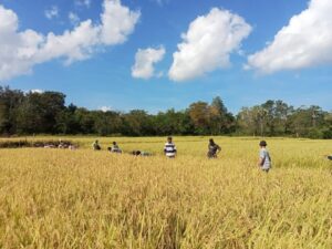 Hadir di Tengah Petani, Babinsa Koramil 06/Karera Perkuat Ketahanan Pangan Nasional