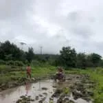 Wujud Pendampingan Hanpangan, Babinsa Koramil 06/Karera Bantu Pengolahan Sawah Masyarakat